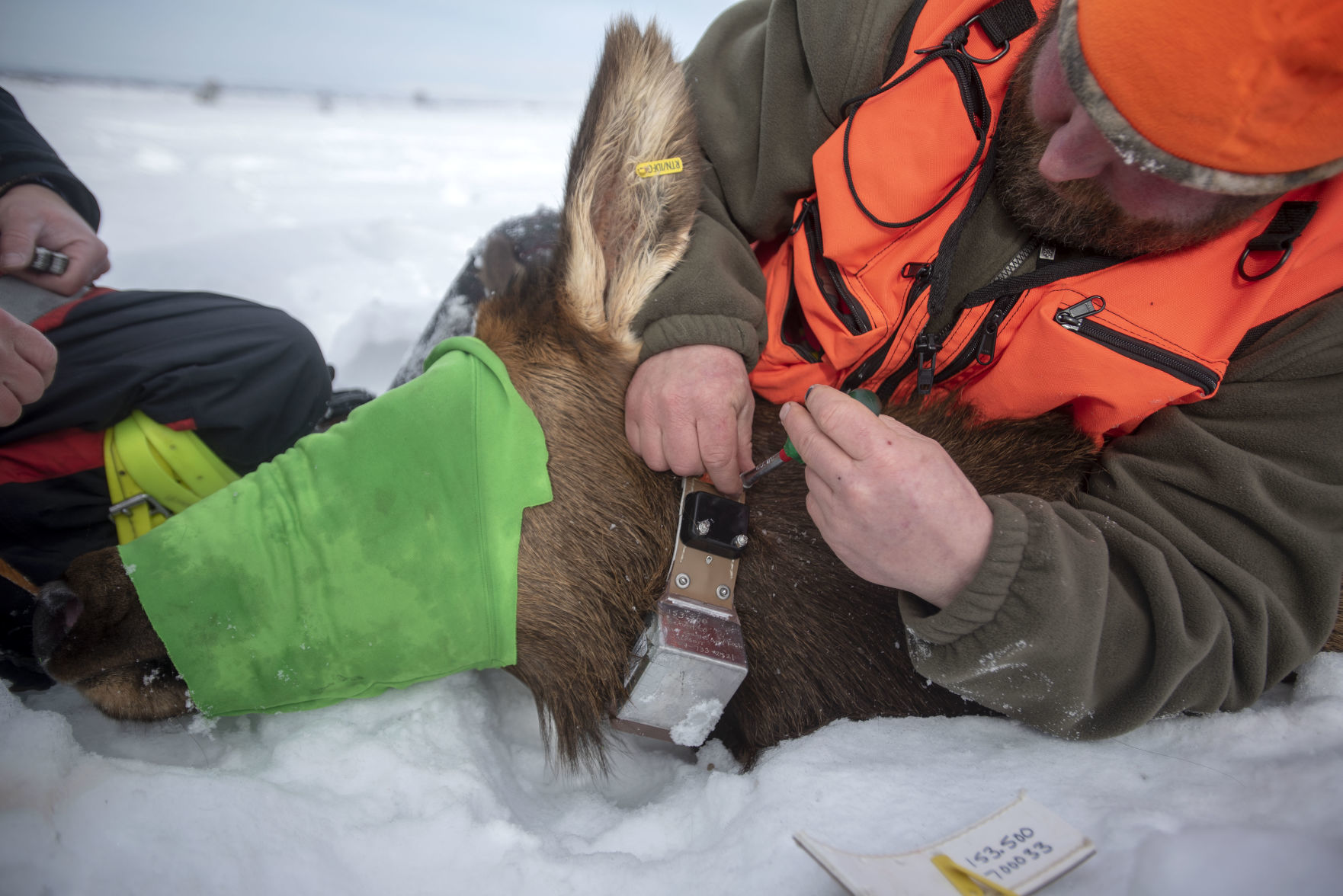 Targhee Elk Herd study